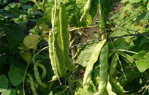 油豆角露地進行種植?油豆角露地種植技術(shù)(圖1)