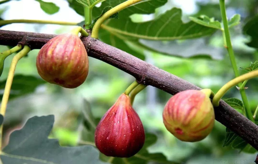 無花果種植技巧以及插桿方法和時間(圖1)