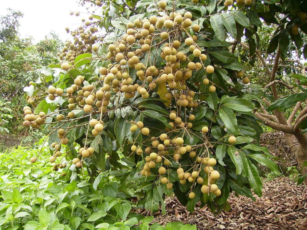 龍眼怎么種？龍眼什么時候種？龍眼種植技術(shù)與管理(圖1)