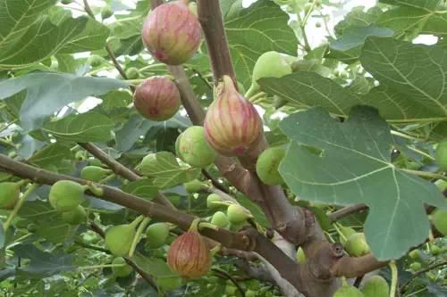 無花果的種植技術(shù)(圖1)