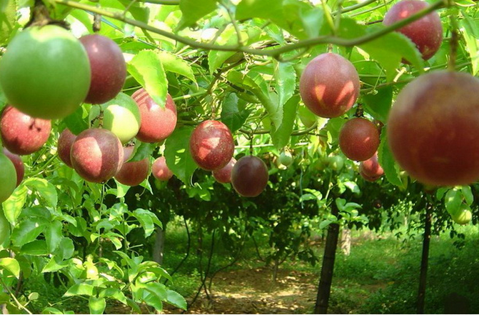 高效益高前景百香果種植技術(shù)(圖1)