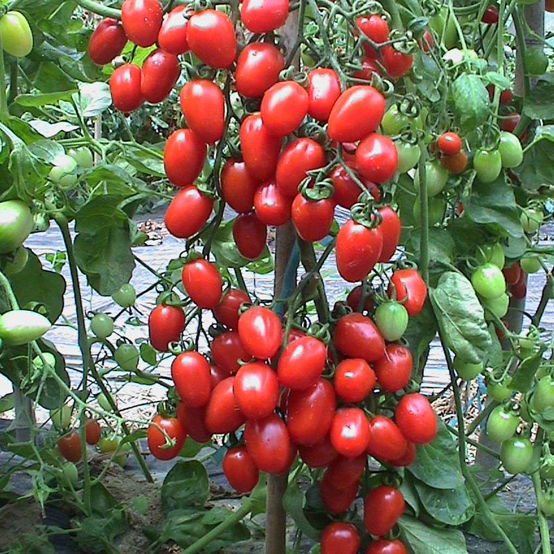 圣女果種植之種植時間以及種植技術(shù)(圖1)