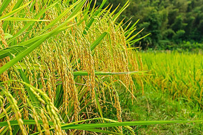 有機(jī)水稻種植技術(shù)簡(jiǎn)介(圖1)