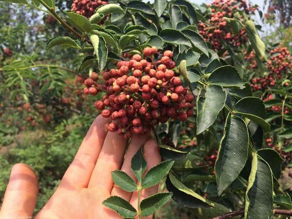 花椒樹要怎么嫁接？花椒樹的嫁接技術(shù)(圖1)