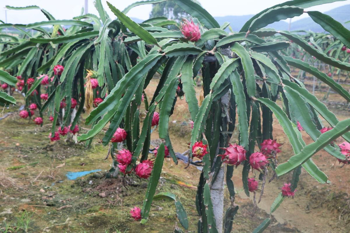 火龍果要在什么時(shí)候種最好？火龍果的種植時(shí)間和方法(圖1)