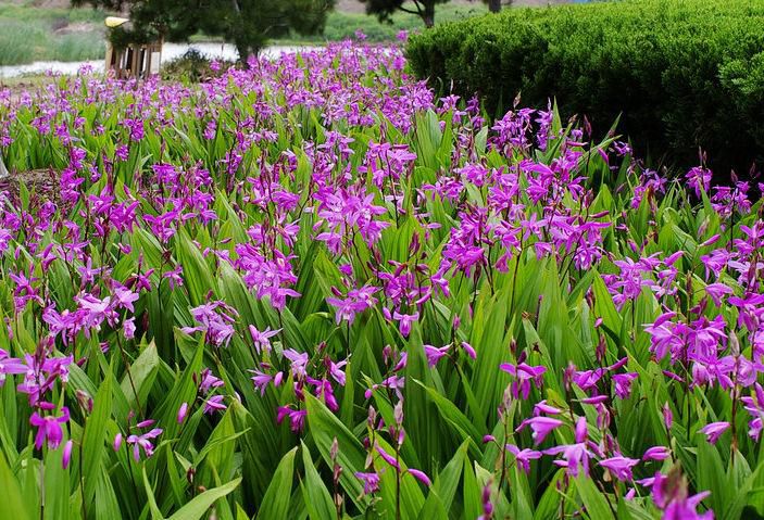 白芨要怎么種？白芨的種植技術(shù)方法(圖1)