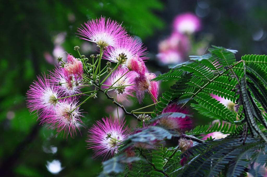 怎么才能養(yǎng)好合歡花？合歡花的養(yǎng)護技巧(圖1)