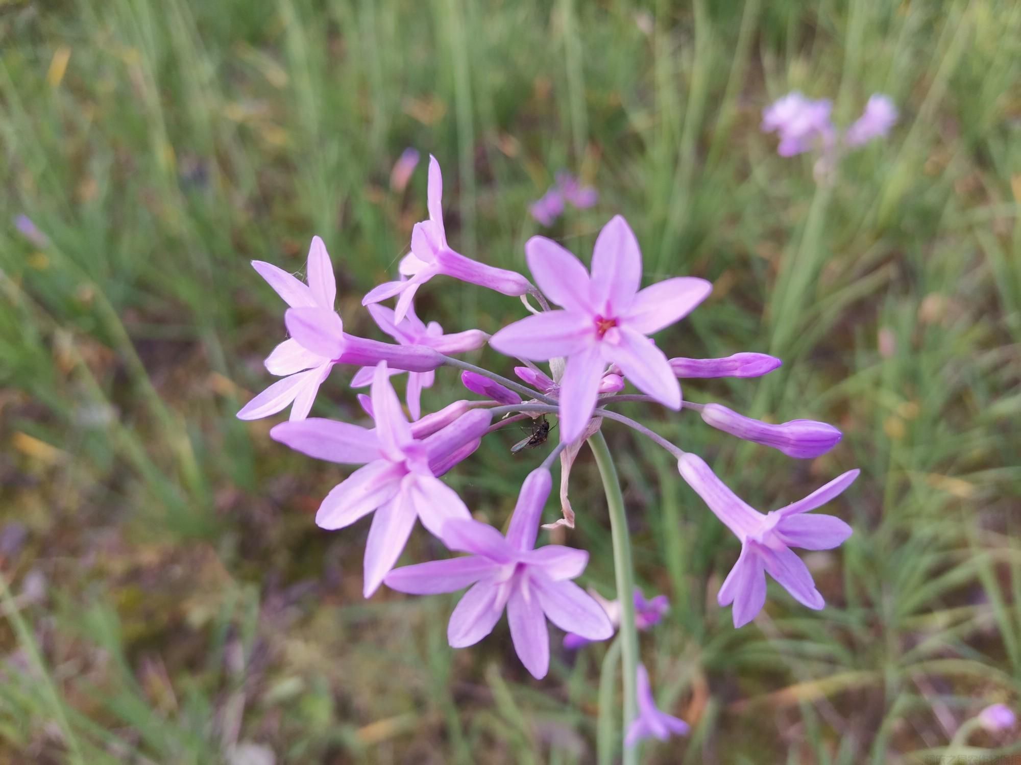 紫嬌花能吃嗎？紫嬌花種植方法(圖1)