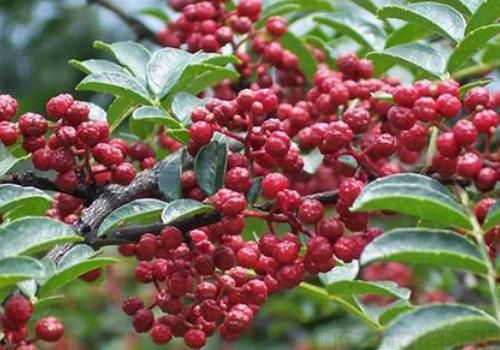 花椒樹怎么種？花椒樹種植管理技術(shù)介紹(圖1)