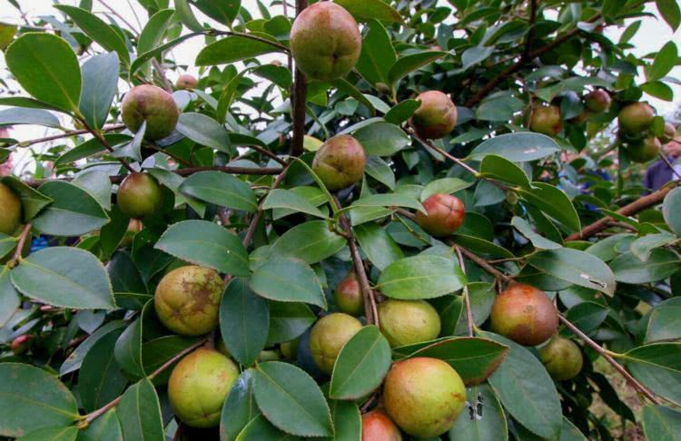 怎么種好油茶樹？油茶樹種植技術(shù)介紹(圖1)